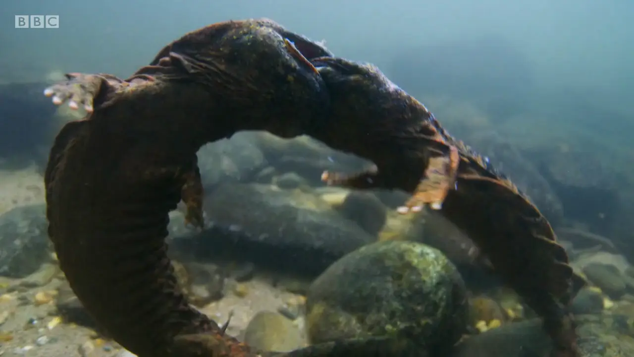 Hellbender salamander (Cryptobranchus alleganiensis) as shown in The Mating Game - Freshwater: Timing is Everything